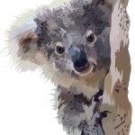 Koala Graphic Design