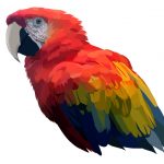 Scarlet Macaw Body Graphic Design